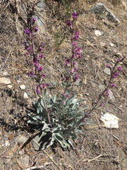 Penstemon patens