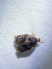 Archips infumatana