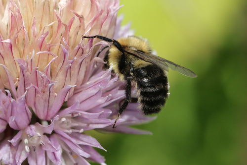 Common Eastern Bumble Bee, photo 3 of 10