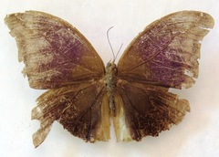 Eryphanis lycomedon