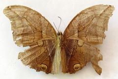 Eryphanis lycomedon