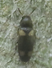 Spilotus quadripustulatus