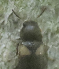 Spilotus quadripustulatus
