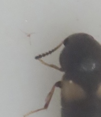 Spilotus quadripustulatus