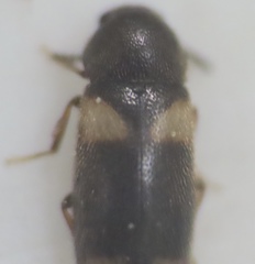 Spilotus quadripustulatus