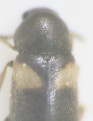 Spilotus quadripustulatus
