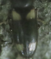 Spilotus quadripustulatus