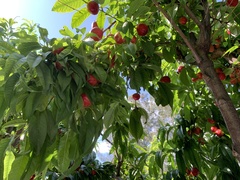 Prunus persica nucipersica