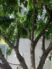 Prunus persica nucipersica