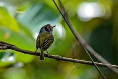 Myiornis auricularis