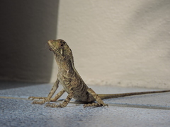 Enyalius iheringii