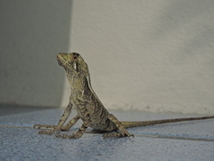 Enyalius iheringii