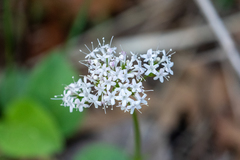Valeriana arizonica
