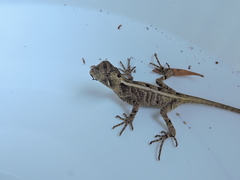 Enyalius iheringii
