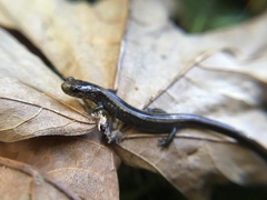 Plethodon elongatus