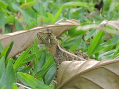 Enyalius iheringii