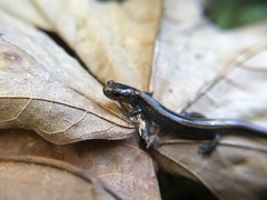 Plethodon elongatus