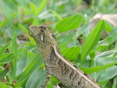 Enyalius iheringii