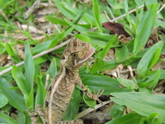 Enyalius iheringii