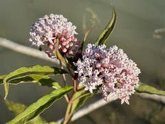 Asclepias perennis