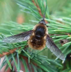 Bombylius mexicanus