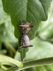 Alcimocoris japonensis
