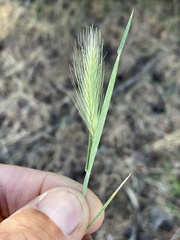 Hordeum murinum glaucum