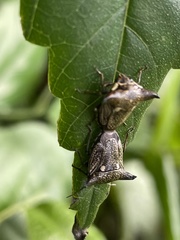 Alcimocoris japonensis