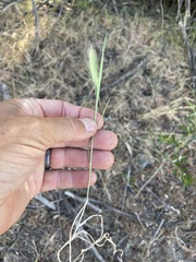 Hordeum murinum glaucum