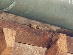 Tarentola mauritanica