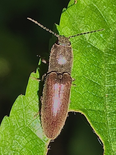 Common brown click beetle photo 2