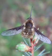 Bombylius mexicanus