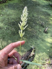 Polypogon interruptus