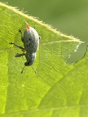 Eugnathus distinctus