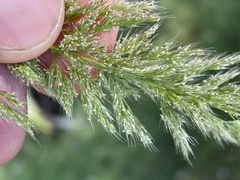 Polypogon interruptus