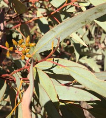 Eucalyptus cyanophylla