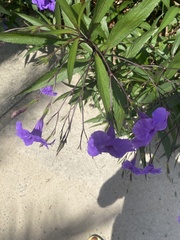 Ruellia simplex image