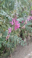 Vicia pannonica