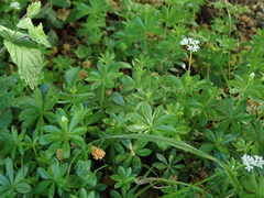 Galium odoratum