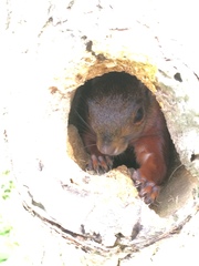 Sciurus granatensis