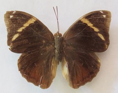 Opsiphanes bogotanus