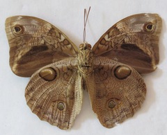 Opsiphanes bogotanus