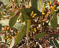 Eucalyptus cyanophylla