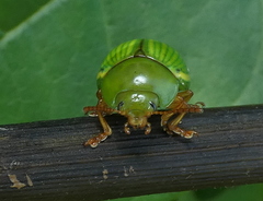Platyphora dejeani