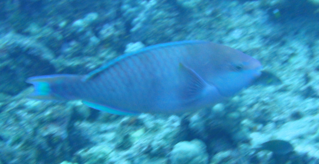 Regal Parrotfish