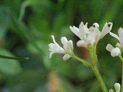 Galium odoratum