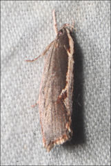 Archaereta dorsivittella