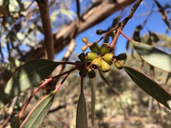 Eucalyptus cyanophylla