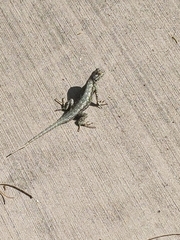 Sceloporus occidentalis