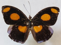 Catonephele numilia esite